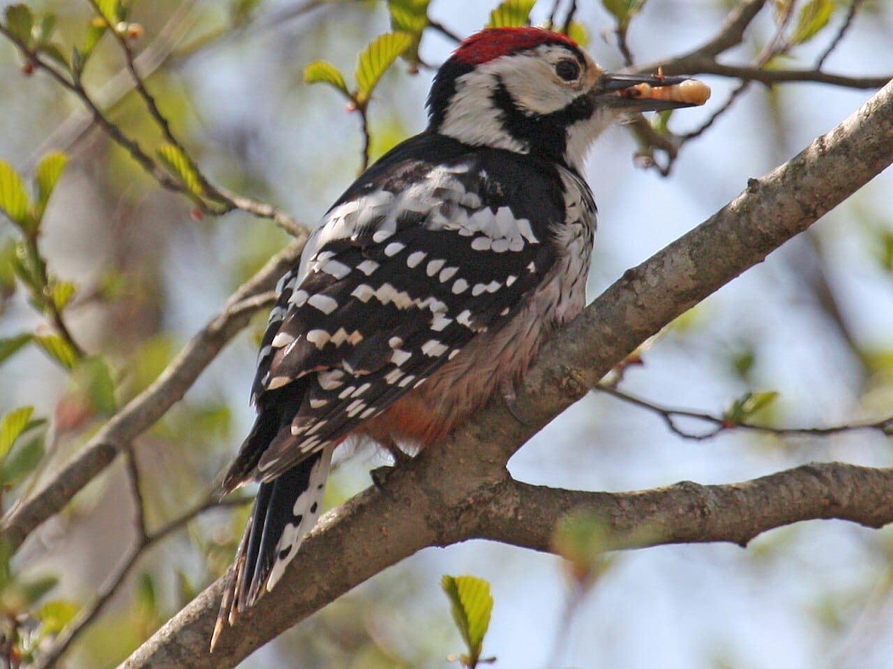 Vitryggig hackspett (Dendrocopos leucotos) — foto