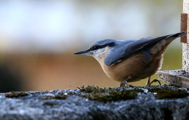 Spætmejse (Sitta europaea)