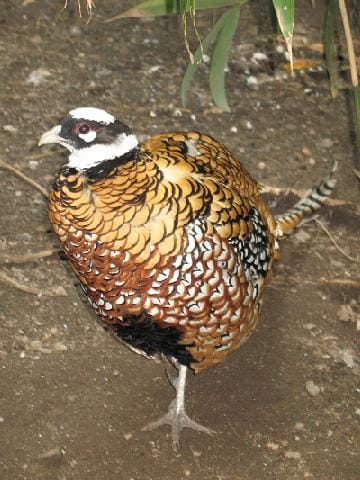 Kongefasan (Syrmaticus reevesii)