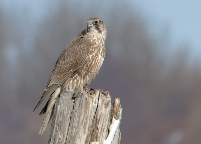 Jagtfalk (Falco rusticolus)