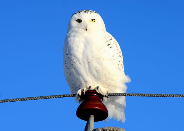 Sneugle (Bubo scandiacus)