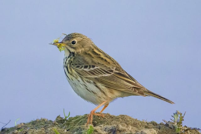 Engpiber (Anthus pratensis)