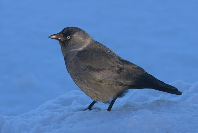 Allike (Coloeus monedula)