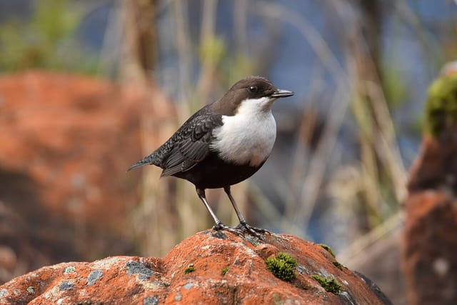 Vandstær (Cinclus cinclus)