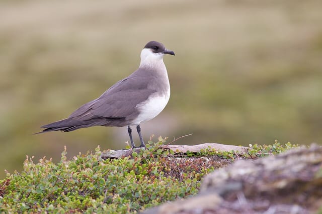 Almindelig kjove (Stercorarius parasiticus)