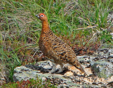 Dalrype (Lagopus lagopus)