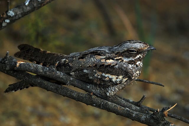Natravn (Caprimulgus europaeus)