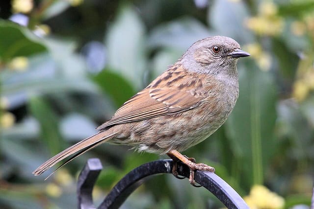 Jernspurv (Prunella modularis)
