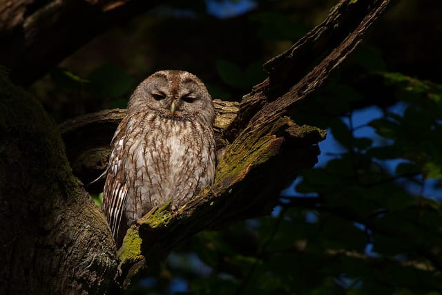 Natugle (Strix aluco)