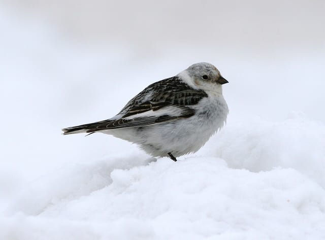 Snespurv (Plectrophenax nivalis)
