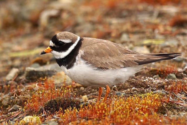 Stor præstekrave (Charadrius hiaticula)