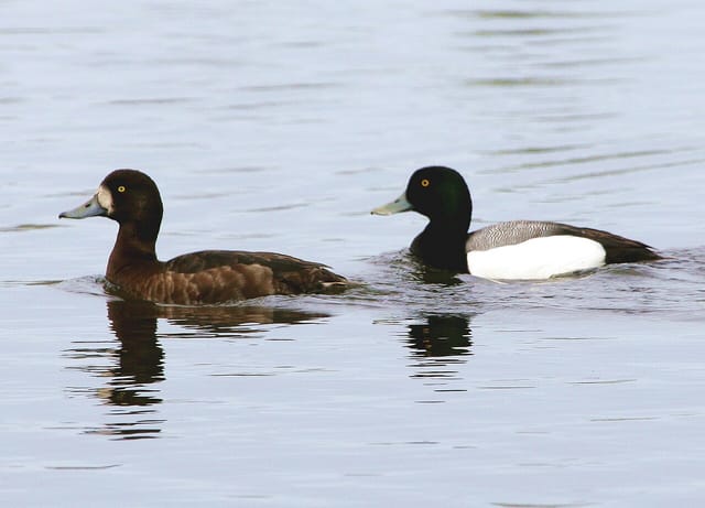 Bjergand (Aythya marila)