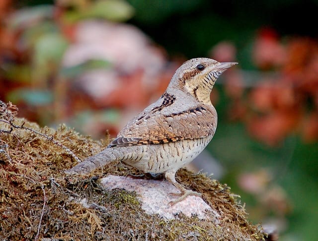 Vendehals (Jynx torquilla)