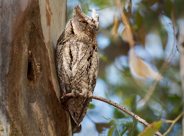 Dværghornugle (Otus scops)