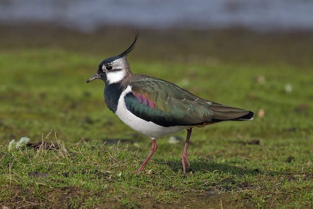 Vibe (Vanellus vanellus)