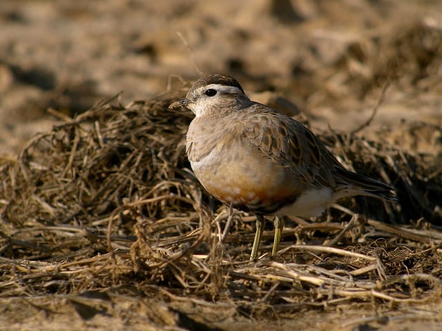 Pomeransfugl (Charadrius morinellus)